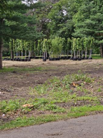 Trees to be planted in St. Francis Parks